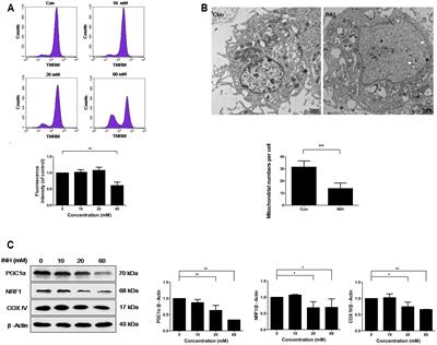 Impairment of Mitochondrial Biogenesis and Dynamics Involved in Isoniazid-Induced Apoptosis of HepG2 Cells Was Alleviated by p38 MAPK Pathway